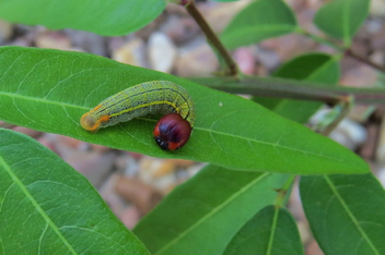 Long-tailed Skipper caterpillar